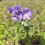 Polemonium caeruleum flower picture by stan wtever (cc-by-sa)