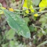 Reinwardtia indica leaf picture by Shreyash S (cc-by-sa)