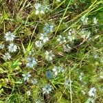 Nigella arvensis habit picture by Oiselet (cc-by-sa)