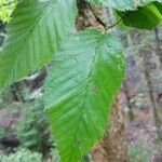 Betula alleghaniensis leaf picture by Matthias Foellmer (cc-by-sa)