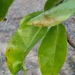 Annona muricata leaf picture by gama Gloria (cc-by-sa)