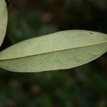 Anaxagorea dolichocarpa leaf picture by Jean-François Molino (cc-by-sa)