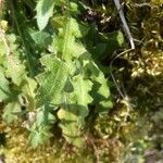 Arabidopsis arenosa leaf picture by taucherli (cc-by-sa)