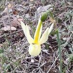 Narcissus triandrus flower picture by Cesar Gonzalez (cc-by-sa)