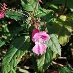 Impatiens glandulifera flower picture by Dominique DECLEF (cc-by-sa)