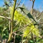 Echinopepon racemosus fruit picture by Trap Hers (cc-by-sa)