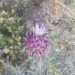 Cynara humilis flower picture by Martos Francisco (cc-by-sa)