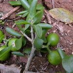 Agonandra macrocarpa habit picture by Nelson Zamora Villalobos (cc-by-nc)