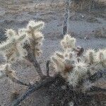 Cylindropuntia echinocarpa leaf picture by Landan Trigg (cc-by-sa)