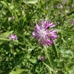 Centaurea napifolia flower picture by Ginko Aloe (cc-by-sa)