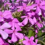 Phlox pilosa flower picture by ben vc (cc-by-sa)