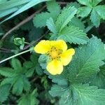 Potentilla reptans flower picture by Nele Pele (cc-by-sa)