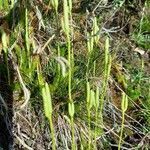 Lycopodium clavatum flower picture by Nicolas Roux (cc-by-sa)