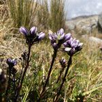 Gentianella corymbosa flower picture by Fabien Anthelme (cc-by-sa)