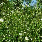 Stellaria crassifolia habit picture by Andrzej Konstantynowicz (cc-by-sa)