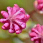 Kalmia polifolia flower picture by norbert verneau (cc-by-sa)