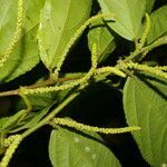 Acalypha diversifolia leaf picture by Nelson Zamora Villalobos (cc-by-nc)