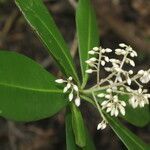 Ardisia revoluta flower picture by Nelson Zamora Villalobos (cc-by-nc)