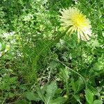 Urospermum dalechampii habit picture by Frederic Housset (cc-by-sa)