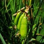 Iris pseudacorus fruit picture by Mevi (cc-by-sa)