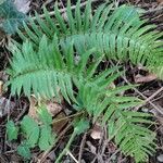 Polystichum munitum leaf picture by Jonathan Jonathan Bennett (cc-by-sa)