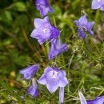 Campanula witasekiana flower picture by Martin Bishop (cc-by-sa)