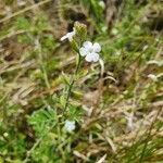 Priva curtisiae habit picture by susan brown (cc-by-sa)