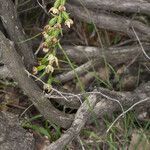 Epipactis muelleri habit picture by Martin Bishop (cc-by-sa)