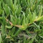 Carpobrotus acinaciformis leaf picture by Nathan Jander (cc-by-sa)