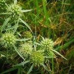 Eryngium campestre flower picture by Emma Tanguy (cc-by-sa)