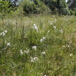 Eriophorum angustifolium habit picture by Uxeli (cc-by-sa)