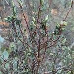 Leptospermum lanigerum leaf picture by Mick Prendergast (cc-by-sa)