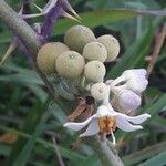 Solanum stramoniifolium fruit picture by Denis Bastianelli (cc-by-sa)