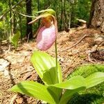 Cypripedium acaule flower picture by Delynn Jessa (cc-by-sa)