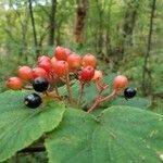 Viburnum lantanoides fruit picture by Vicki Brown (cc-by-sa)