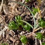 Galium pyrenaicum leaf picture by Fabien Anthelme (cc-by-sa)