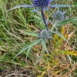 Eryngium amethystinum flower picture by René Meere (cc-by-sa)