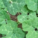 Cucurbita ficifolia leaf picture by Conrado Fresno (cc-by-sa)