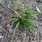 Carex digitata habit picture by firmagalera (cc-by-sa)