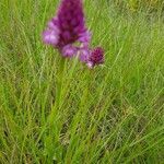 Anacamptis pyramidalis fruit picture by Annick (cc-by-sa)