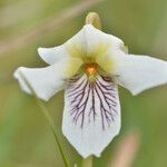 Viola macloskeyi flower picture by norbert verneau (cc-by-sa)