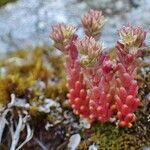 Sedum atratum fruit picture by Yoan MARTIN (cc-by-sa)