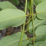 Stigmaphyllon ellipticum leaf picture by Nelson Zamora Villalobos (cc-by-nc)