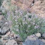 Erysimum scoparium flower picture by P Schwede (cc-by-sa)