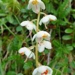 Pyrola rotundifolia flower picture by Kurt Zimmermann (cc-by-sa)