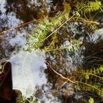 Utricularia intermedia leaf picture by Andreas Häusler (cc-by-sa)