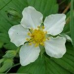 Fragaria moschata flower picture by Jean-Louis C. (cc-by-sa)