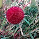 Gaillardia aristata fruit picture by Sergio-OMA (cc-by-sa)