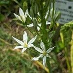 Ornithogalum pyramidale flower picture by manuseitz (cc-by-sa)