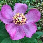 Paeonia mascula fruit picture by claude lerat -gentet Mme (cc-by-sa)